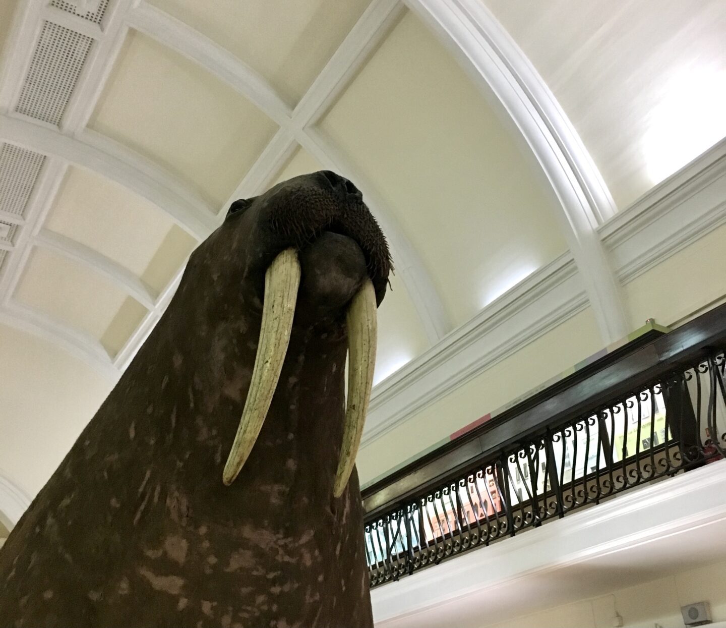 walrus at the horniman museum