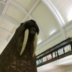 walrus horniman museum