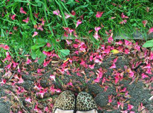 Blossom and leopard print shoes