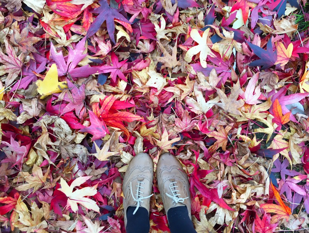 Colourful autumnal leaves - an ode to it NOT being autumn yet