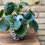 how-to-make-googly-eyes-for-plants