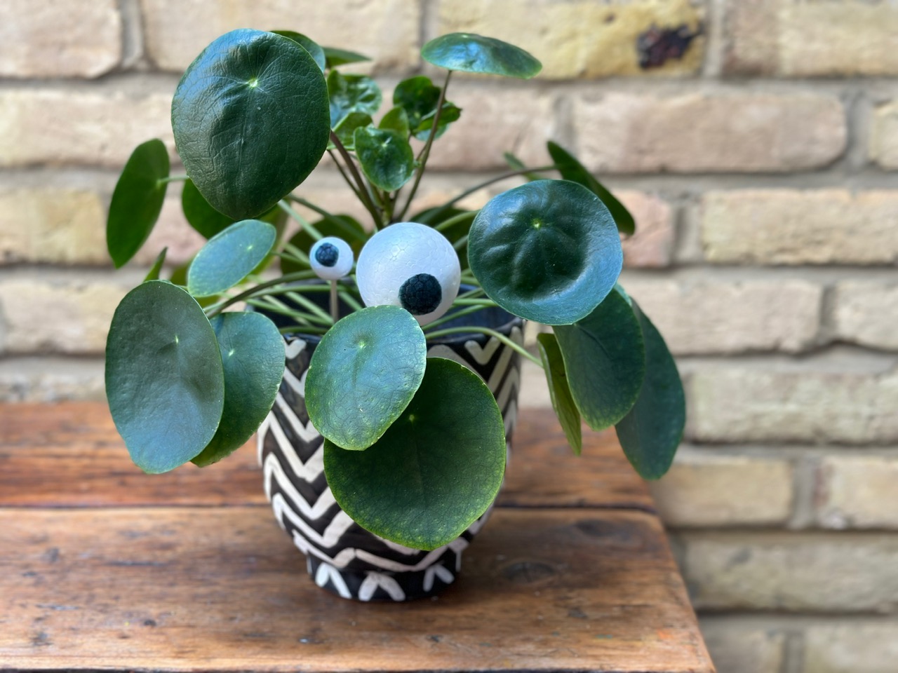 How to make googly eyes for plants