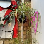 making-an-eye-for-your-spider-plant