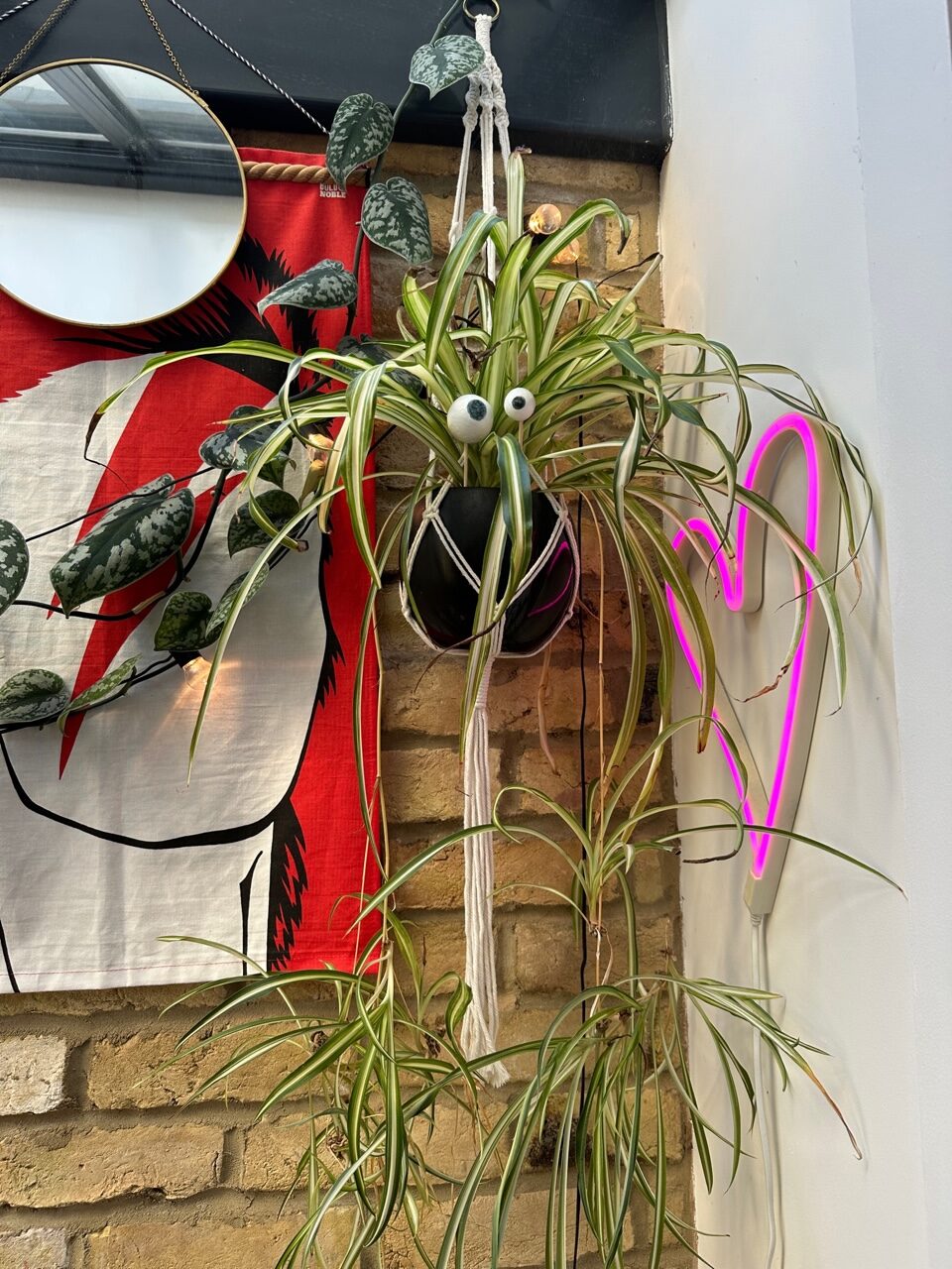 Making an eye for your spider plant